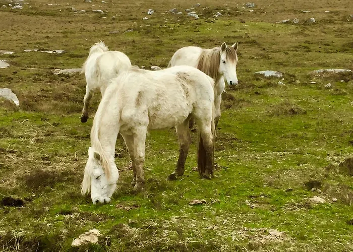 Luxe tent Earls View Pod Carna