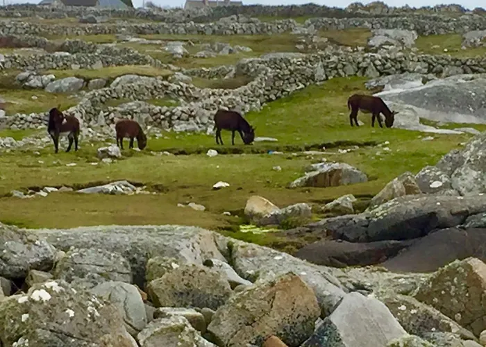 Earls View Pod 豪华帐篷 卡纳